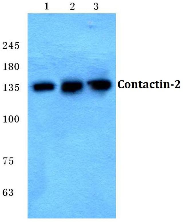 Contactin 2 Antibody in Western Blot (WB)