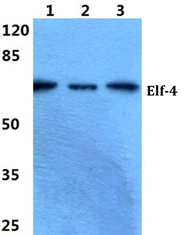 ELF4 Antibody in Western Blot (WB)