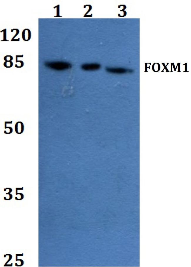 FOXM1 Antibody in Western Blot (WB)