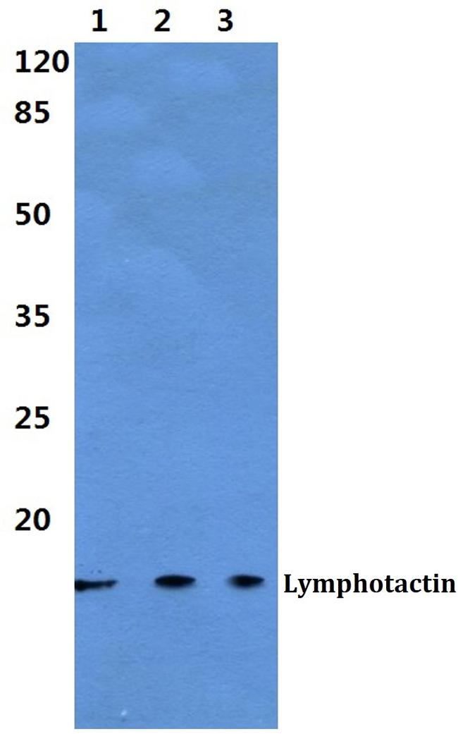 Lymphotactin Antibody in Western Blot (WB)