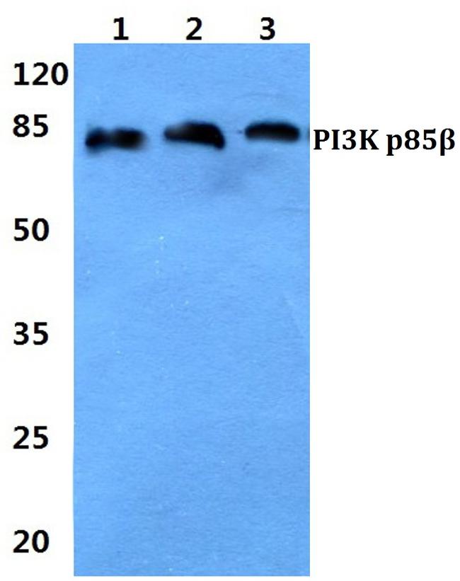 PIK3R2 Antibody in Western Blot (WB)