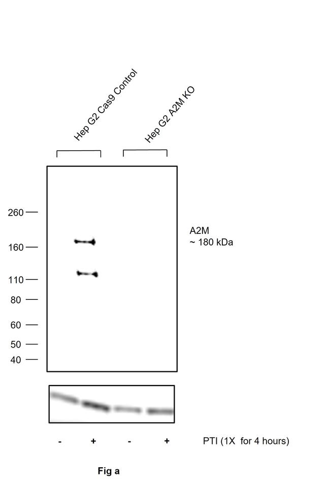 A2M Antibody in Western Blot (WB)