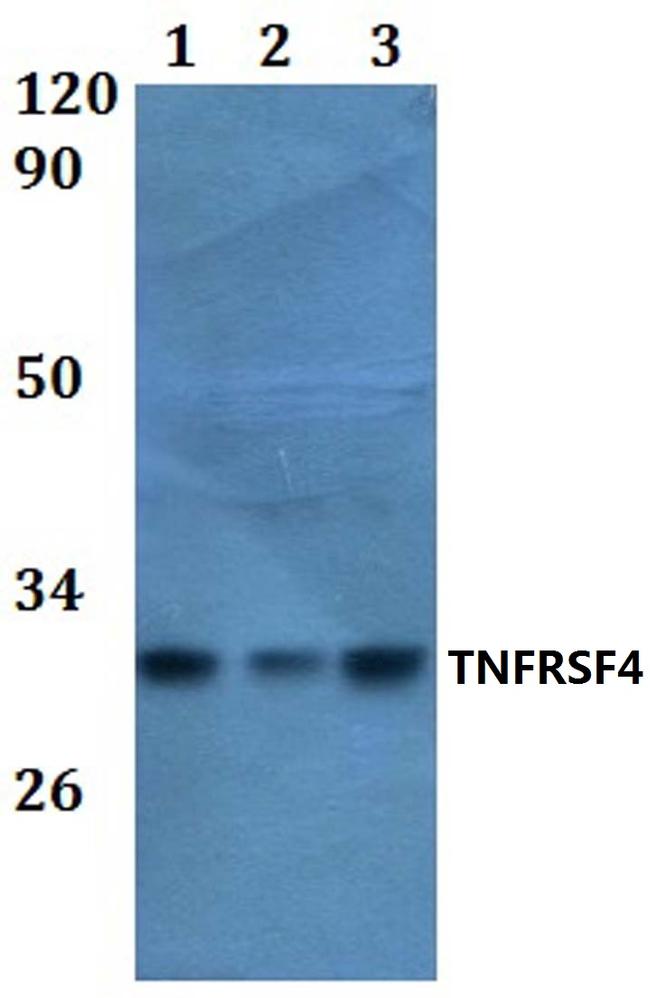 OX40 Antibody in Western Blot (WB)