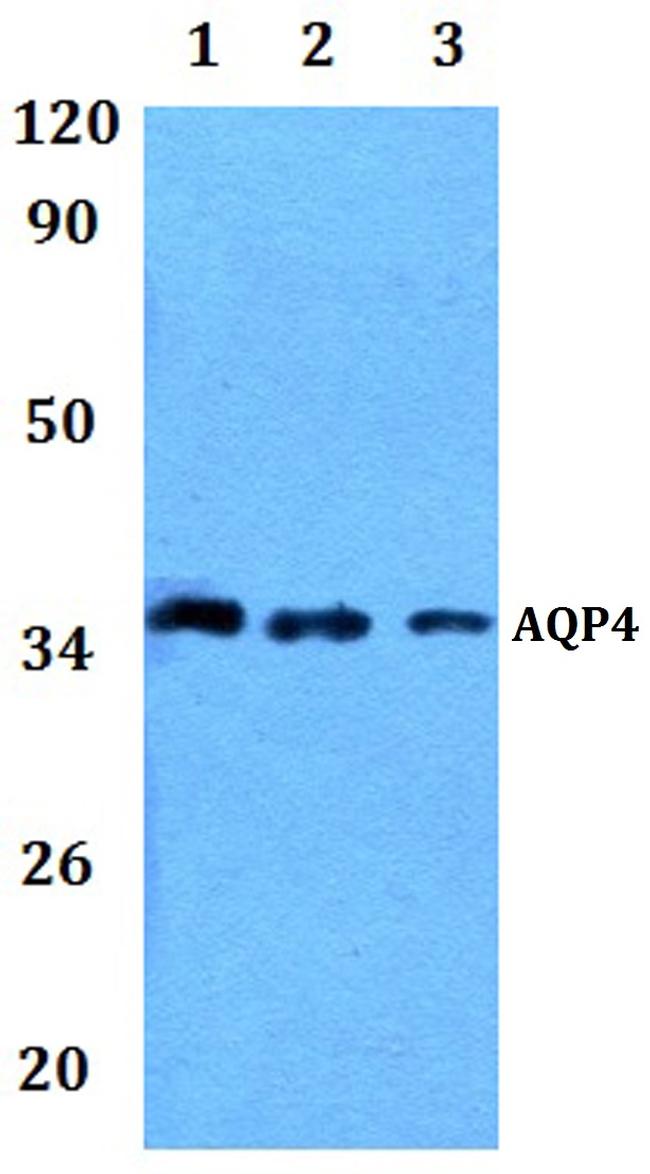 Aquaporin 4 Antibody in Western Blot (WB)