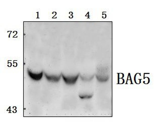 BAG5 Antibody in Western Blot (WB)