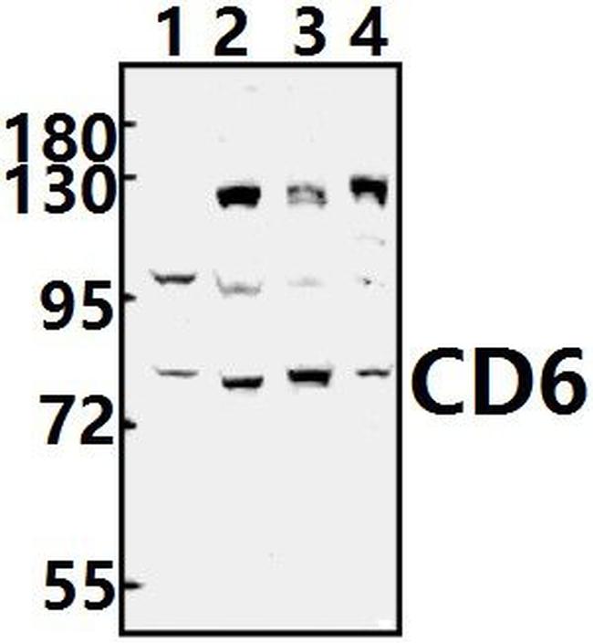 CD6 Antibody in Western Blot (WB)