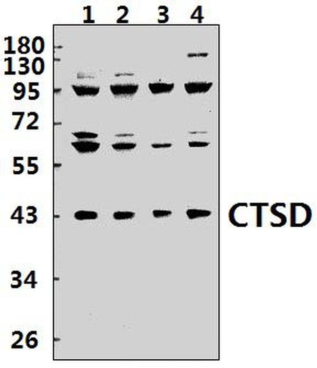 Cathepsin D Antibody in Western Blot (WB)