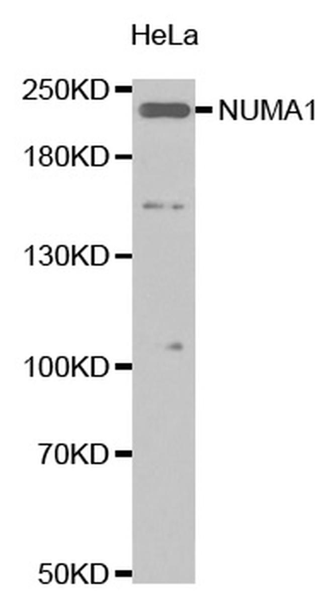 FANCI Antibody in Western Blot (WB)