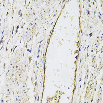 P-Selectin Antibody in Immunohistochemistry (Paraffin) (IHC (P))