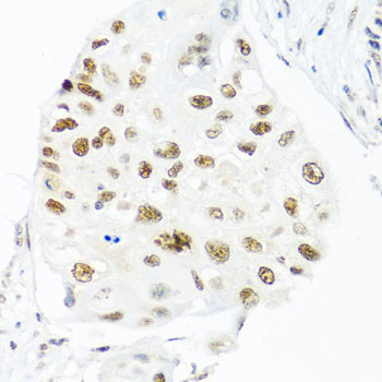 Nuclear Matrix Protein p84 Antibody in Immunohistochemistry (Paraffin) (IHC (P))