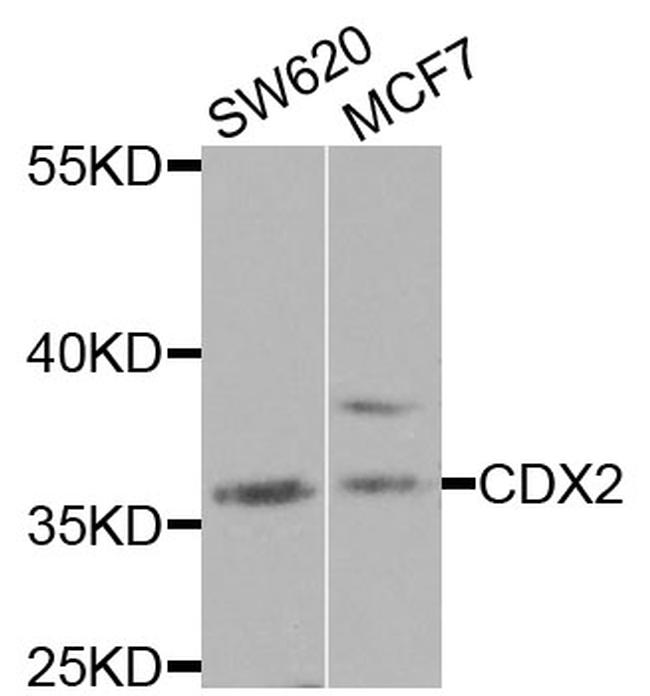 CDX2 Antibody in Western Blot (WB)