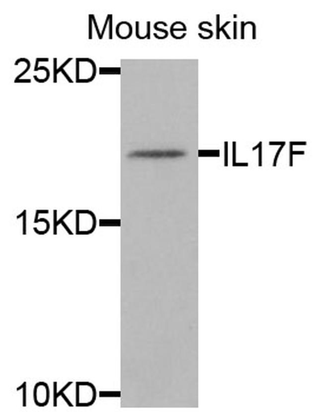 IL-17F Antibody in Western Blot (WB)