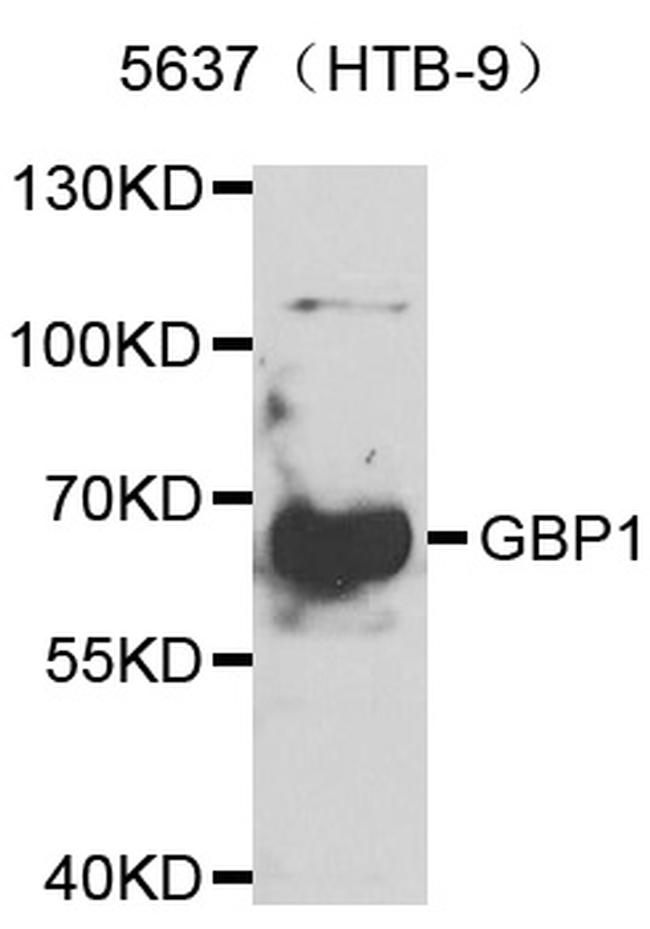 GBP1 Antibody in Western Blot (WB)