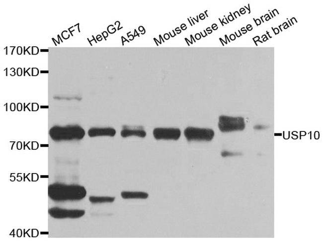 USP10 Antibody in Western Blot (WB)