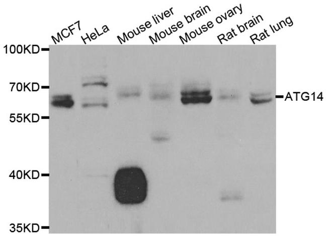 ATG14 Antibody in Western Blot (WB)