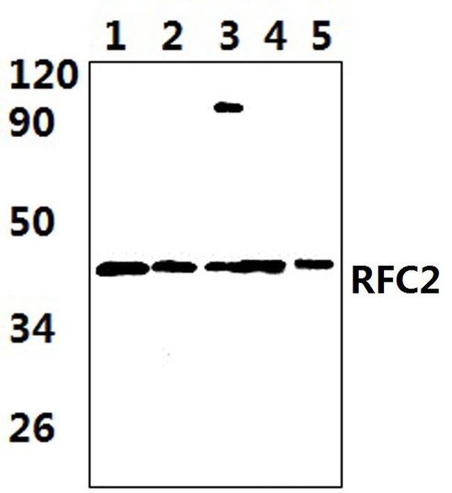 RFC2 Antibody in Western Blot (WB)