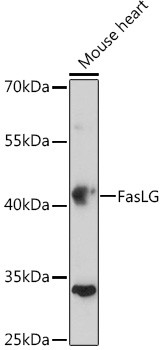 CD178 Antibody in Western Blot (WB)