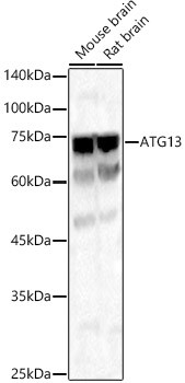 ATG13 Antibody in Western Blot (WB)