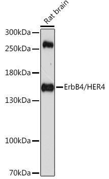 ErbB4 Antibody in Western Blot (WB)