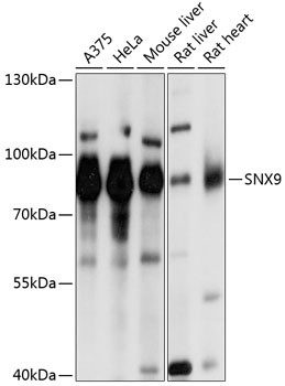 SNX9 Antibody in Western Blot (WB)