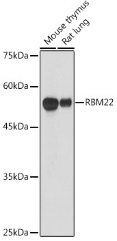 RBM22 Antibody in Western Blot (WB)