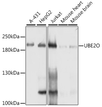 UBE2O Antibody in Western Blot (WB)