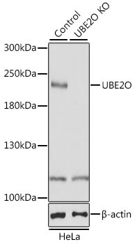 UBE2O Antibody in Western Blot (WB)