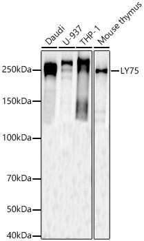 CD205 Antibody in Western Blot (WB)