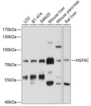 HGF Activator Antibody in Western Blot (WB)