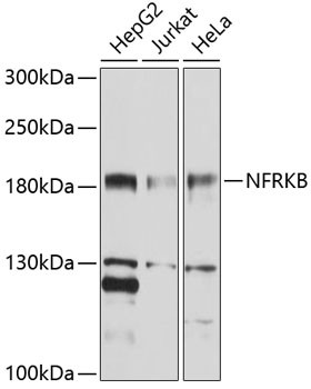 NFRKB Antibody in Western Blot (WB)