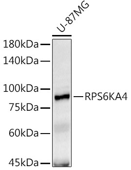 MSK2 Antibody in Western Blot (WB)