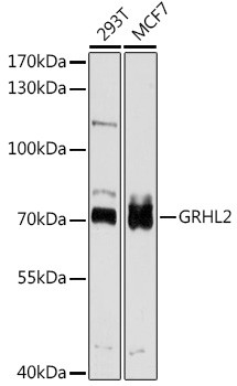 GRHL2 Antibody in Western Blot (WB)