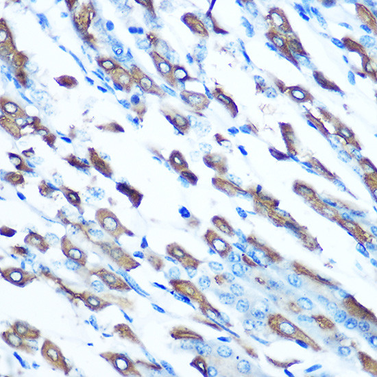 SLC11A2 Antibody in Immunohistochemistry (Paraffin) (IHC (P))