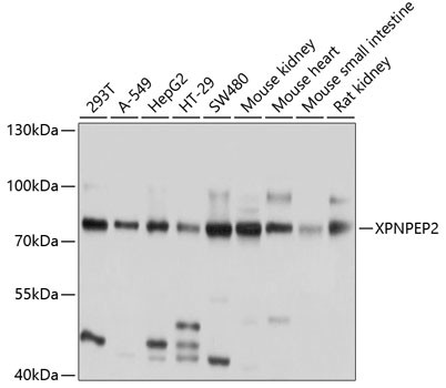 XPNPEP2 Antibody in Western Blot (WB)