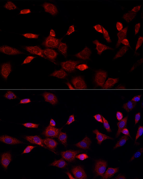 CISD1 Antibody in Immunocytochemistry (ICC/IF)