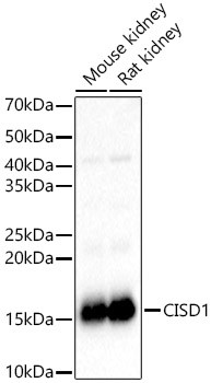 CISD1 Antibody in Western Blot (WB)