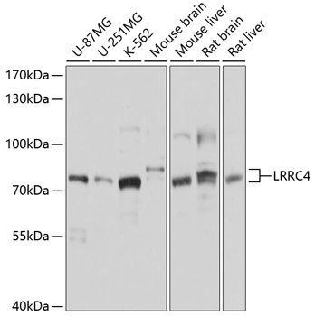 LRRC4 Antibody in Western Blot (WB)