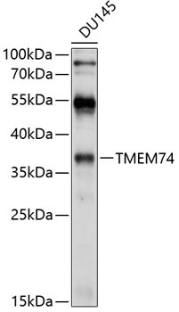 TMEM74 Antibody in Western Blot (WB)