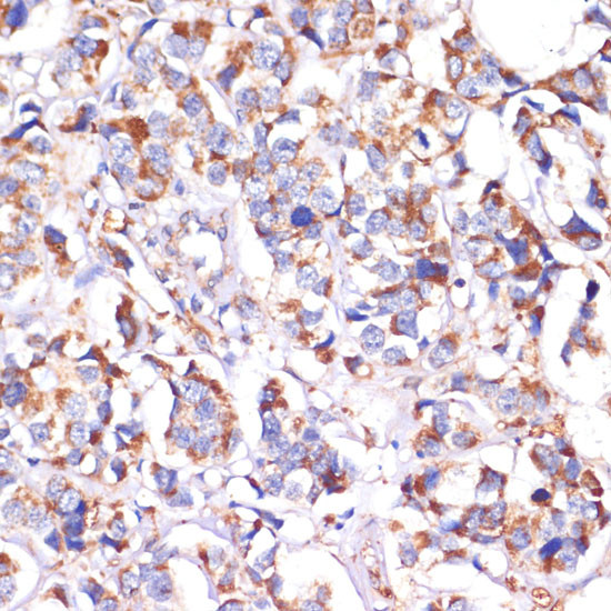 STOML2 Antibody in Immunohistochemistry (Paraffin) (IHC (P))