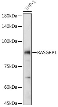 RASGRP1 Antibody in Western Blot (WB)