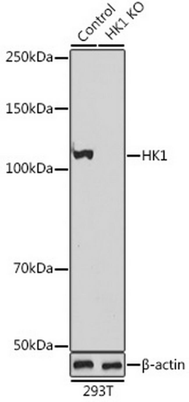 HK1 Antibody