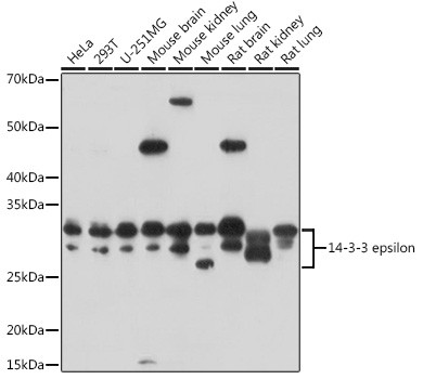 14-3-3 epsilon Antibody in Western Blot (WB)