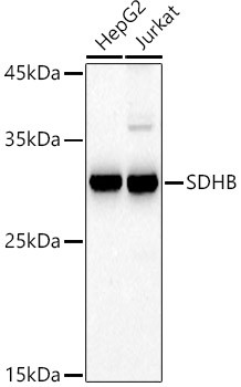 SDHB Antibody in Western Blot (WB)