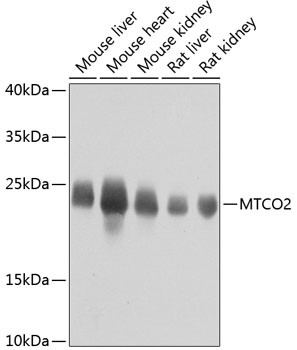 MTCO2 Antibody in Western Blot (WB)