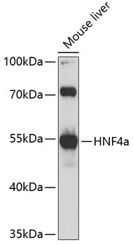HNF4A Antibody in Western Blot (WB)
