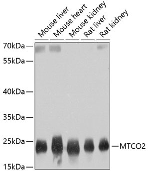 MTCO2 Antibody in Western Blot (WB)