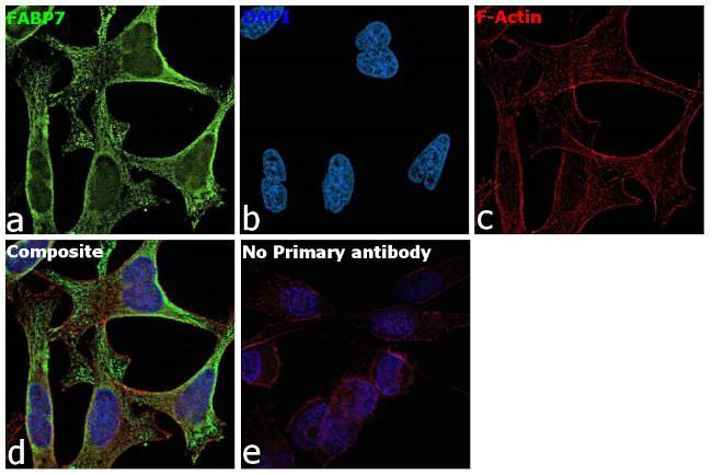 FABP7 Antibody in Immunocytochemistry (ICC/IF)