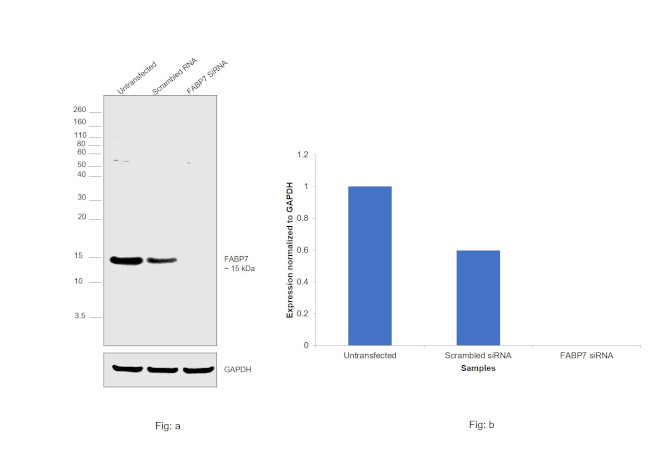 FABP7 Antibody