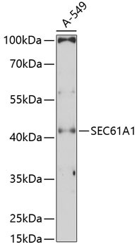 SEC61A1 Antibody in Western Blot (WB)