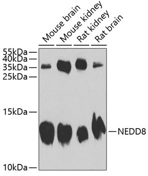 NEDD8 Antibody in Western Blot (WB)